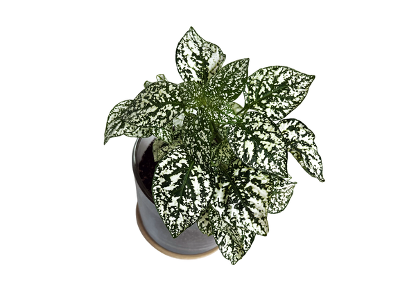 Potting Shed Creations, Ltd. - Houseplant Collection | First Snow