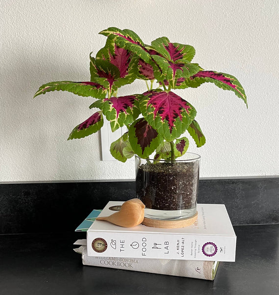 Potting Shed Creations, Ltd. - Houseplant Collection | Painted Leaf