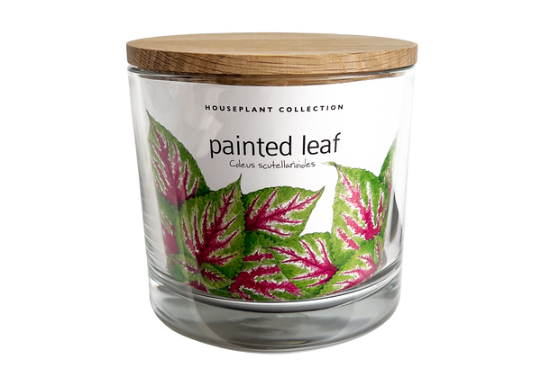 Potting Shed Creations, Ltd. - Houseplant Collection | Painted Leaf